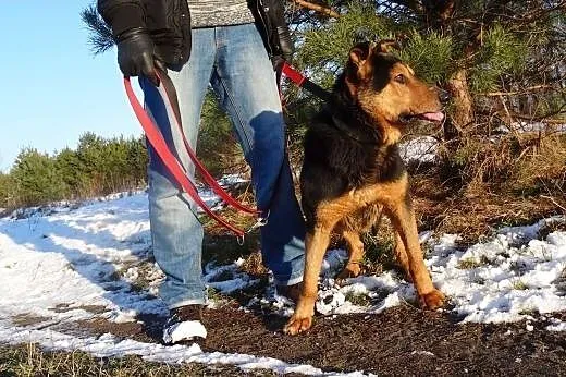 Moris, pies na schwał...tylko domu mu brak :(,  ma