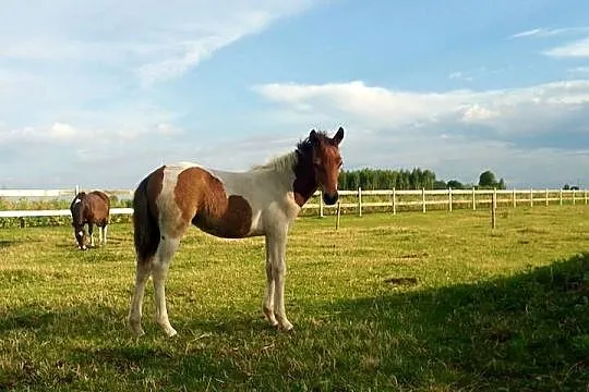 Konie Huculskie, Lubelskie, Łuków
