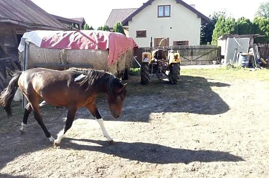 Konie Huculskie, Lubelskie, Łuków