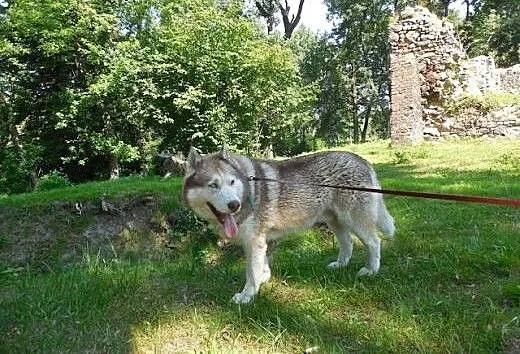 Timur, czekoladowy husky czeka na dom, pomorskie