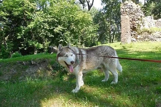 Timur, czekoladowy husky czeka na dom,  pomorskie 