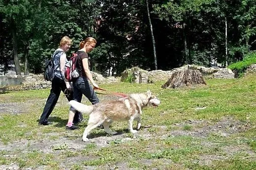 Timur, czekoladowy husky czeka na dom,  pomorskie 