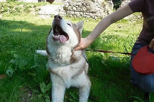 Timur, czekoladowy husky czeka na dom,  pomorskie 