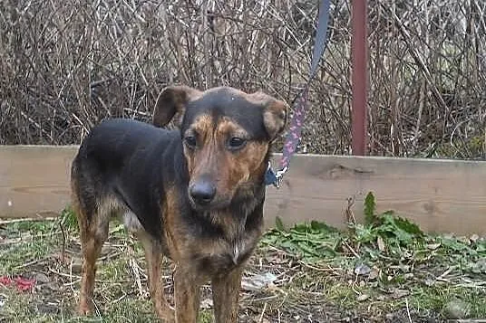 HEKTOR do adopcji