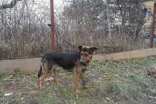 HEKTOR do adopcji