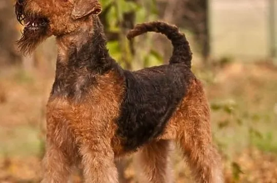 Szczenięta rasy AIREDALE TERRIER z rodowodem FCI