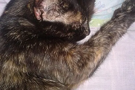 Szylkretka do adopcji.,  dolnośląskie Strzegom