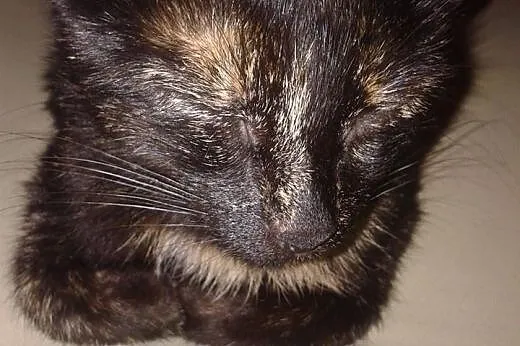 Szylkretka do adopcji.,  dolnośląskie Strzegom
