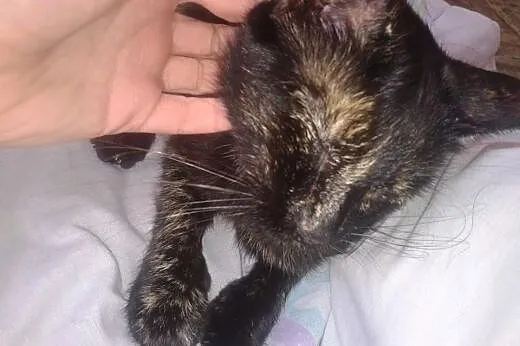Szylkretka do adopcji.,  dolnośląskie Strzegom