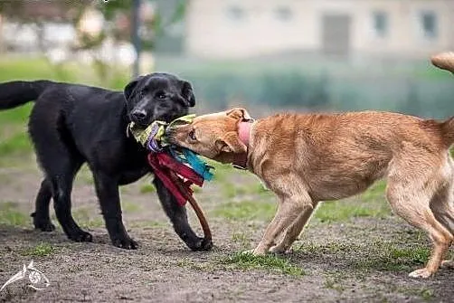 LORI-bystra jak marzenie i wierność ma w cenie!,  