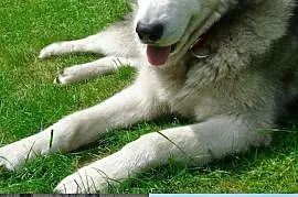 Angelo - piękny pies w typie alaskan malamute szuk, Opole