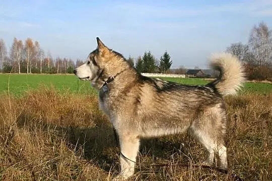 Angelo - piękny pies w typie alaskan malamute szuk