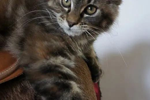 MAINE COON - piękne,  Koty maine coon cała Polska