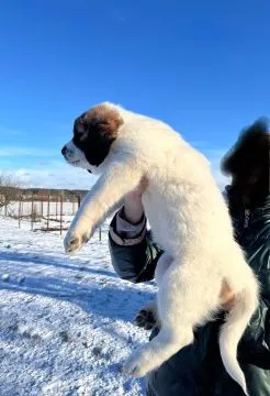 Witam, młode Owczarki Środkowoazjatyckie szukają nowego domu! Chcemy, aby trafiły w dobre ręce.  Na, , Gniewkowo