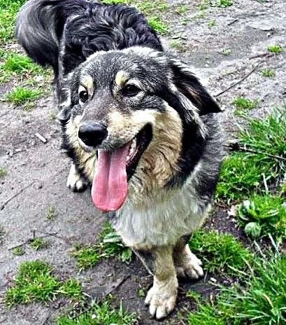 Cezar - młody i radosny pies, który czeka na adopc
