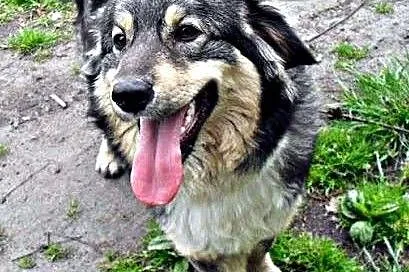 Cezar - młody i radosny pies, który czeka na adopc