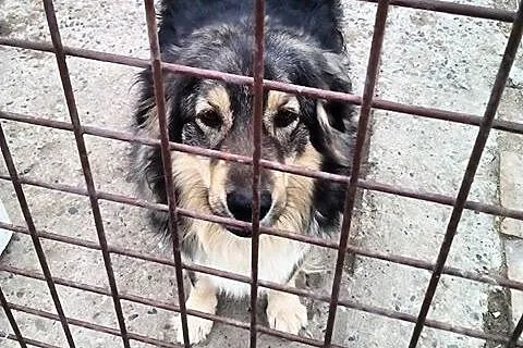 Cezar - młody i radosny pies, który czeka na adopc