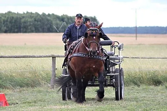 Ogier Bamos 84 pkt. - będzie w SKARYSZEWIE, Mazowieckie, Płońsk