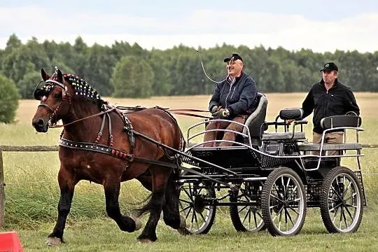 Ogier Bamos 84 pkt. - będzie w SKARYSZEWIE, Mazowieckie, Płońsk