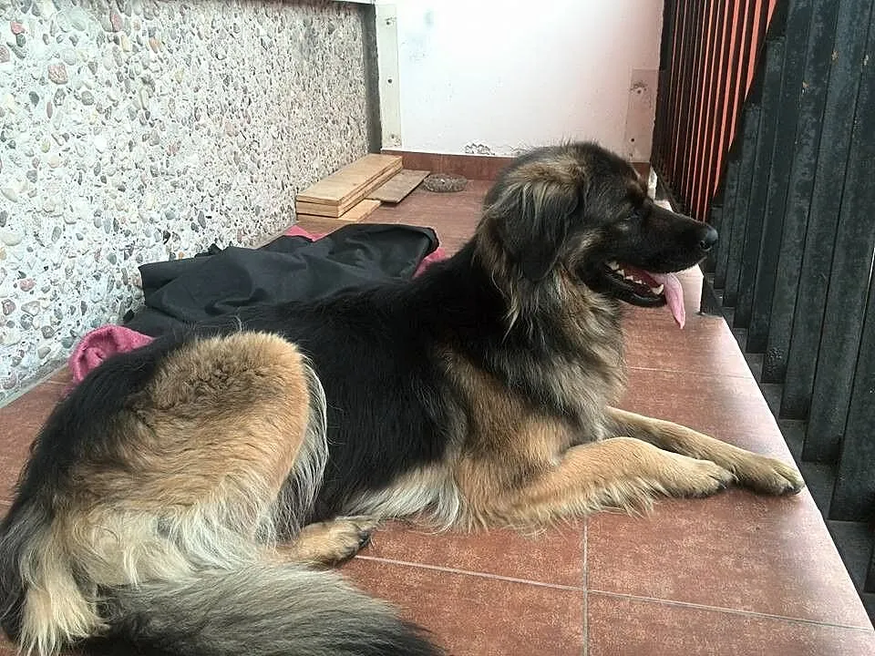 Młoda suczka do adopcji