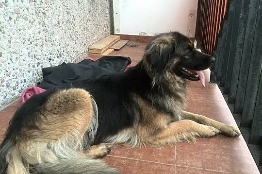 Młoda suczka do adopcji