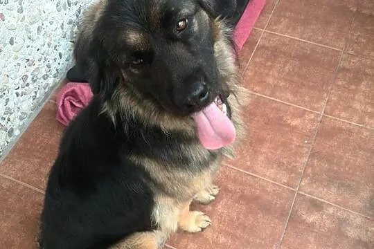 Młoda suczka do adopcji