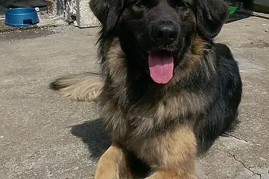 Młoda suczka do adopcji
