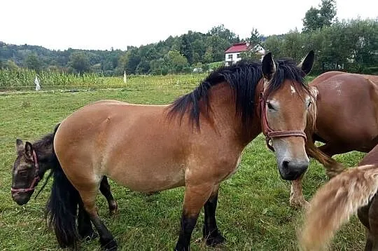 Sprzedam klacz ze źrebięciem, Podkarpackie, Wara