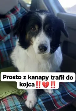 Rabi - nieduży, domowy długowłosy psiak  Patrzy na nas pytającymi oczami- ,,co zrobiłem źle"? A my n, , Warszawa