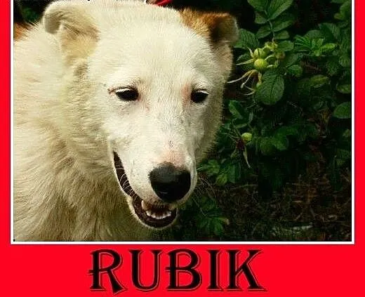 11mies.wesoły,przyjazny,towarzyski,średni pies RUB