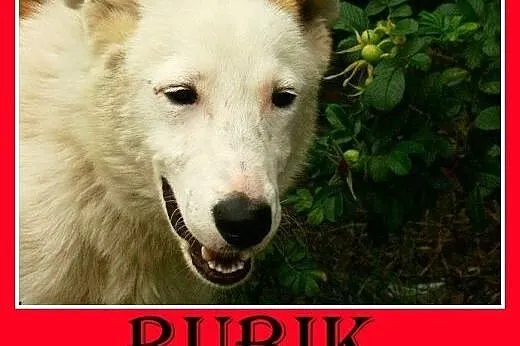 11mies.wesoły,przyjazny,towarzyski,średni pies RUB
