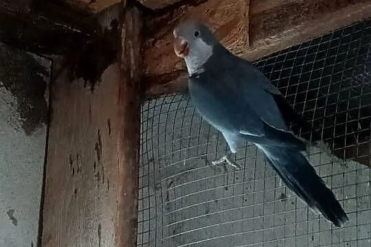 Sprzedam papugi widoczne na zdjęciach., Wielkopolskie, Kalisz