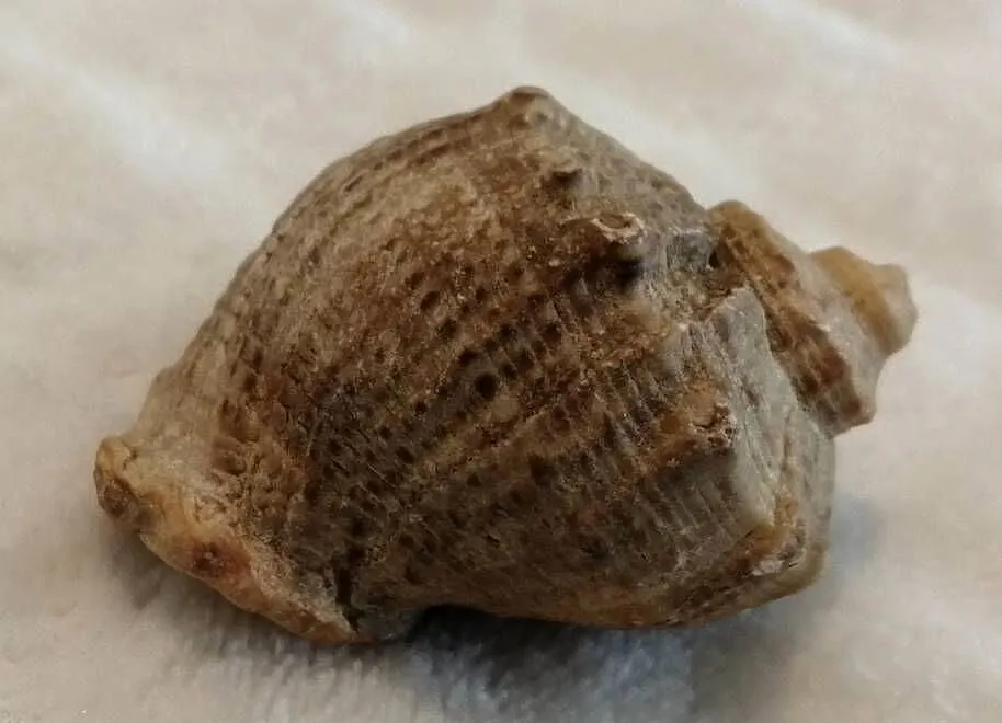 Muszla 4,5cm, 59 (Kreatywne), Śląskie, Czeladź