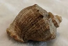 Muszla 4,5cm, 59 (Kreatywne)