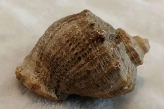 Muszla 4,5cm, 59 (Kreatywne), Śląskie, Czeladź