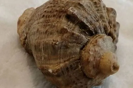 Muszla 4,5cm, 59 (Kreatywne), Śląskie, Czeladź