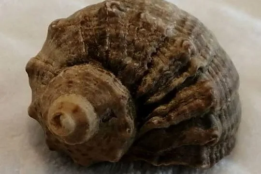 Muszla 4,5cm, 59 (Kreatywne), Śląskie, Czeladź