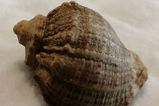 Muszla 4,5cm, 59 (Kreatywne), Śląskie, Czeladź