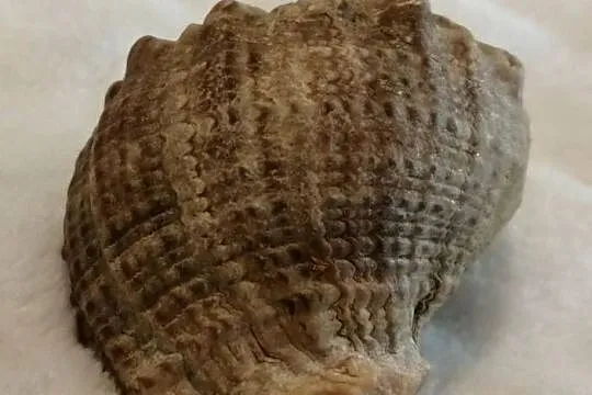 Muszla 4,5cm, 59 (Kreatywne), Śląskie, Czeladź