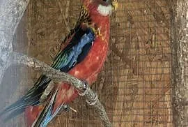 Rozella Białolica