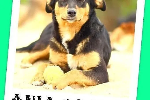 10kg,łagodna,spokojna,delikatna suczka ANIA.Adopcja,  dolnośląskie Wrocław