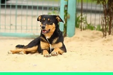 10kg,łagodna,spokojna,delikatna suczka ANIA.Adopcj