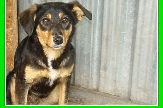 10kg,łagodna,spokojna,delikatna suczka ANIA.Adopcj