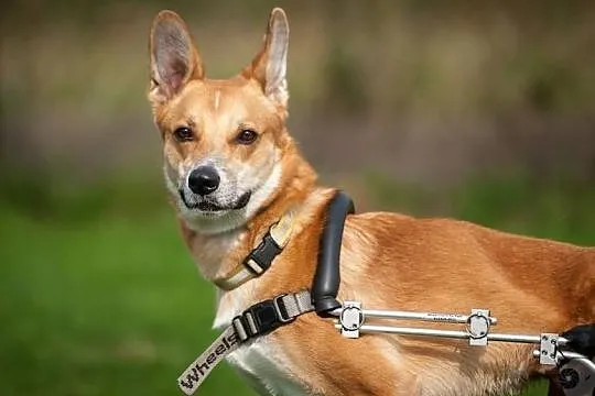 TOFFIK - wypełnij ankietę i adoptuj psa - rakietę!, Śląskie, Katowice
