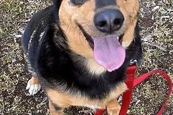 Lena, młoda suczka, lubiąca dzieci i psy, ANIOŁ adopcja,  Kundelki cała Polska