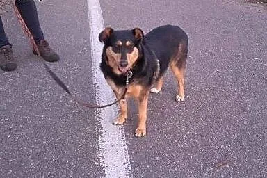 Lena, młoda suczka, lubiąca dzieci i psy, ANIOŁ ad