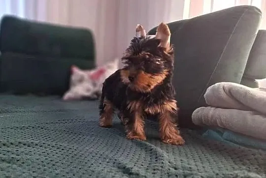 York Terirer Yorki