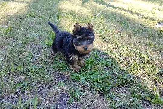 York Terirer Yorki, Łódzkie, Żychlin