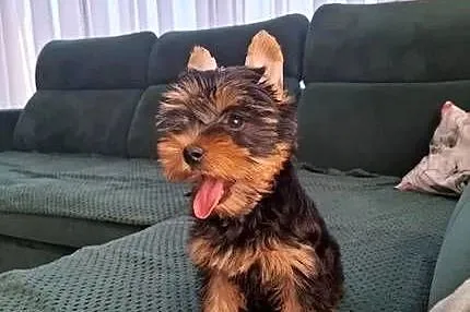 York Terirer Yorki, Łódzkie, Żychlin