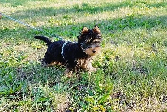 York Terirer Yorki, Łódzkie, Żychlin
